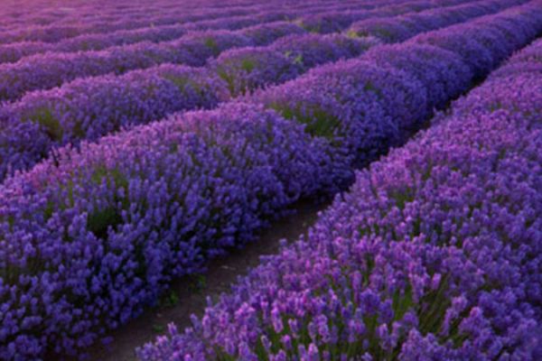 Isparta'da üretimi arttırmak için lavanta dağıtıldı