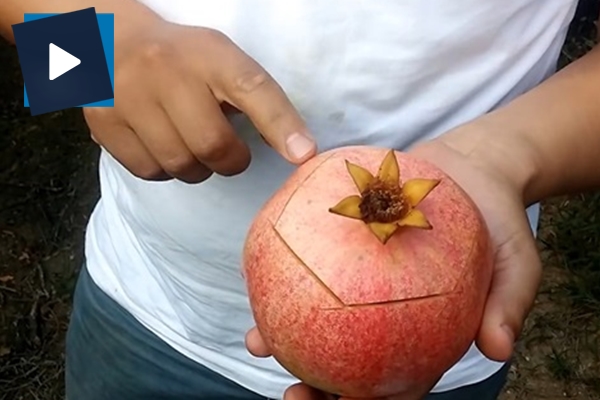 İşte nar soymanın en basit yöntemi