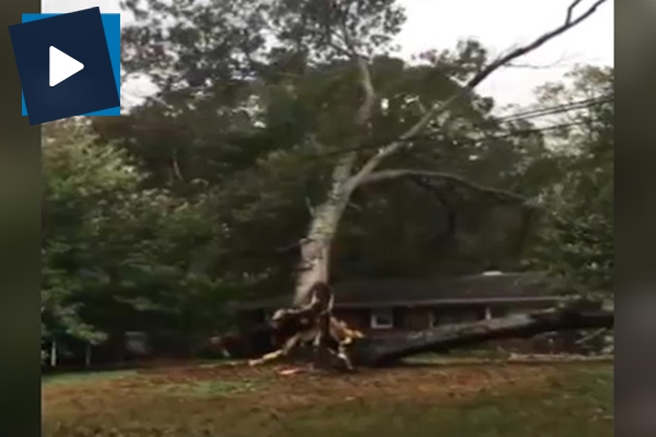 Dev ağaç evin üzerine devrildi