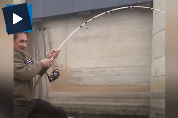 Nehirde devasa yayın balığı avı