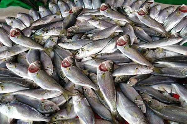 Balığın taze olup olmadığı nasıl anlaşılır?