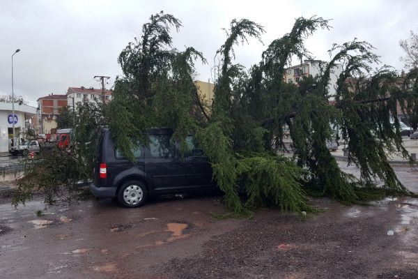 Tekirdağ'da ağaç seyir halindeki aracın üzerine devrildi
