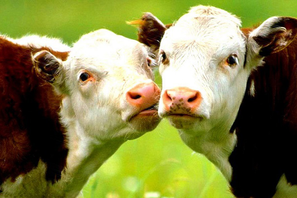 Fransa'da 'veremli etler satılıyor' iddiası