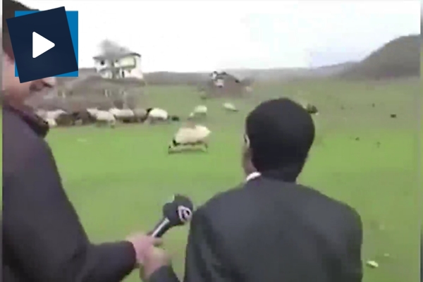 Çobanın koyunlara hitabı izlenme rekorları kırıyor