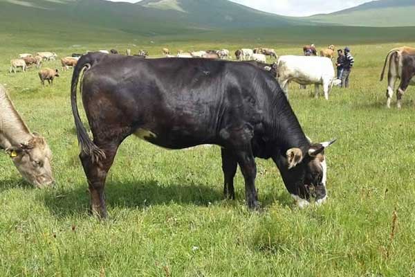 3 bin ton veremli et marketlerde satışta