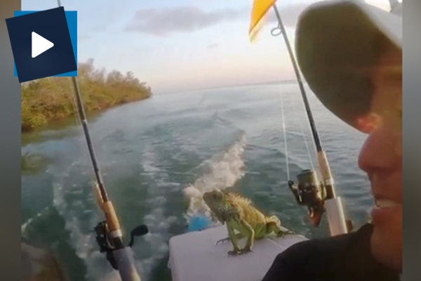 Okyanusun ortasında kalan iguanayı böyle kurtardılar