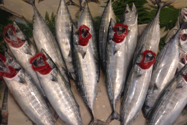 Palamudun fiyatı 2 liraya düştü