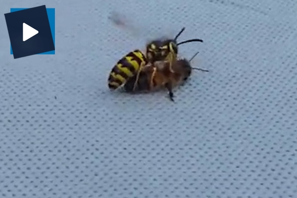 Eşek arısı bal arısını ortadan ikiye ayırdı