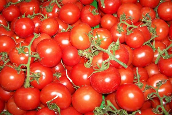 Rusya, Türkiye'den domates ithalatını onayladı