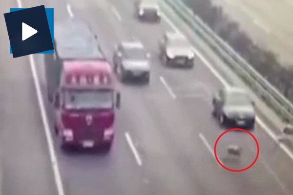 Keçiler trafiği altüst etti, 2 ölü var