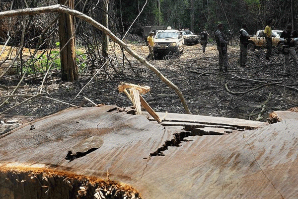 Brezilya'da çevre koruma bürolarını yaktılar
