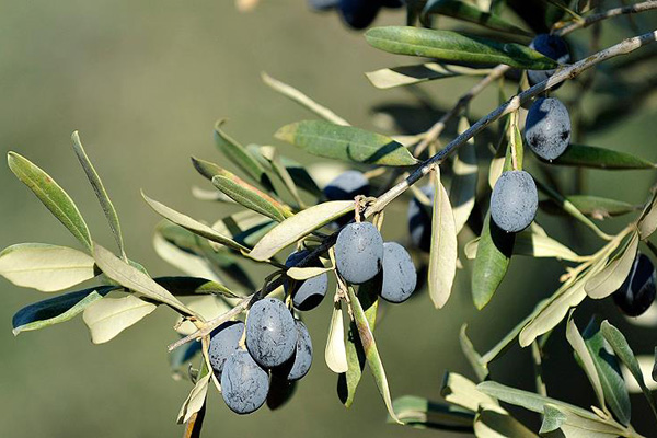 Gemlik zeytini Katar'a gidecek