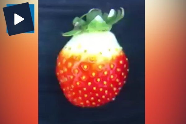 Bunu gördükten sonra meyveleri yıkamadan yemeyeceksiniz!