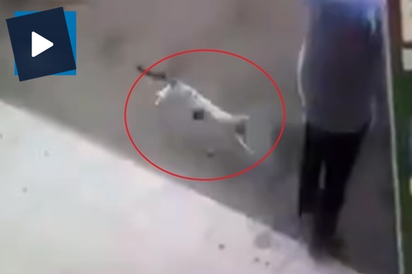 Öfkeli kedi adama öyle bir saldırdı ki...