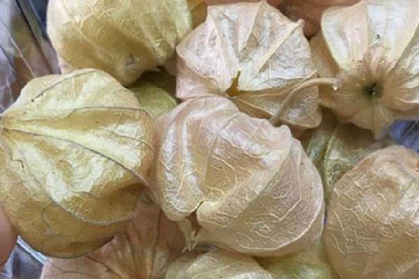 'Altın çilek' Karadeniz'de yetiştirilmeye başlandı