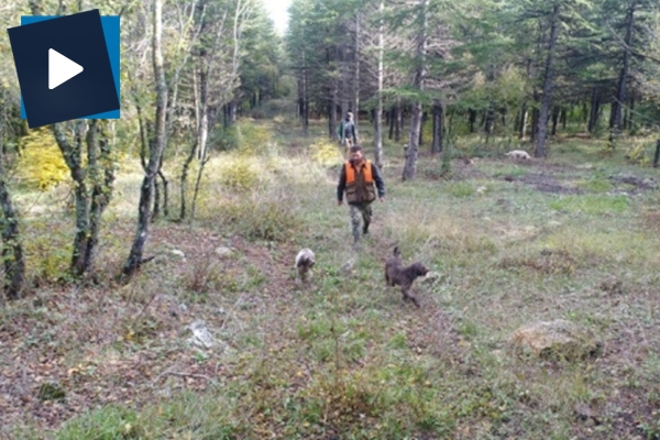 Dünyanın en pahalı mantarı böyle toplanıyor