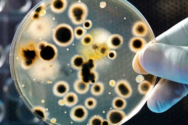 Bakterilerin dokunma duyusu olduğu ortaya çıktı