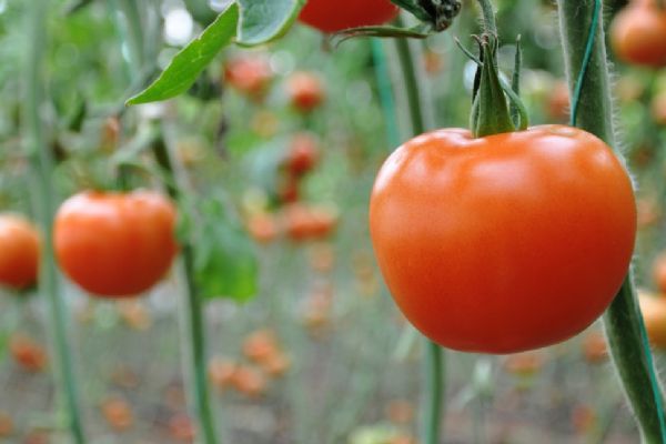 Rusya kapısını,Türk domatesi için açıyor