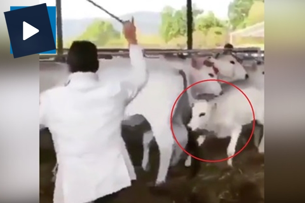 Annesine vuran adamı yere seren buzağı