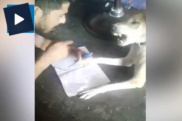 Alfabe öğretmeye çalıştığı köpeğe işkence etti