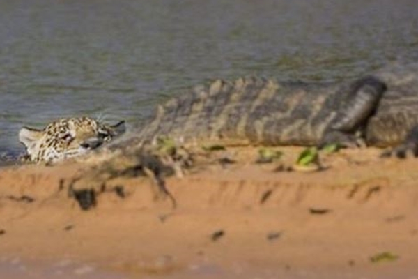 Vahşi doğada nefes kesen av
