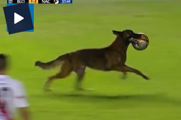 Sahaya giren polis köpeği topu alıp böyle kaçtı!