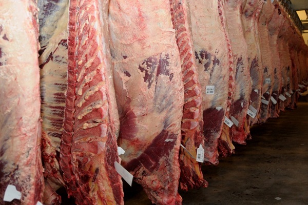 Karkas et nedir? Timeturk Haber