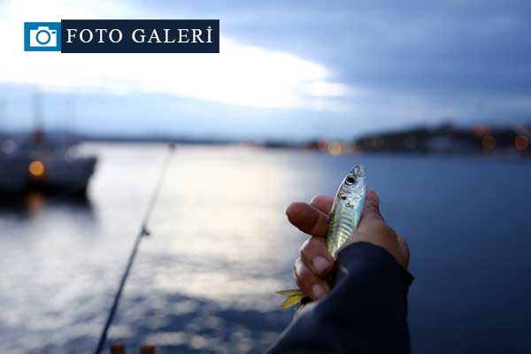 İstanbul Boğazı'nda istavrit bereketi
