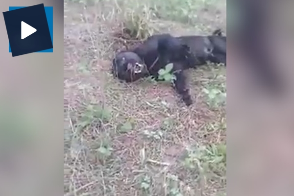 Çiftçiler jaguar yakaladı!