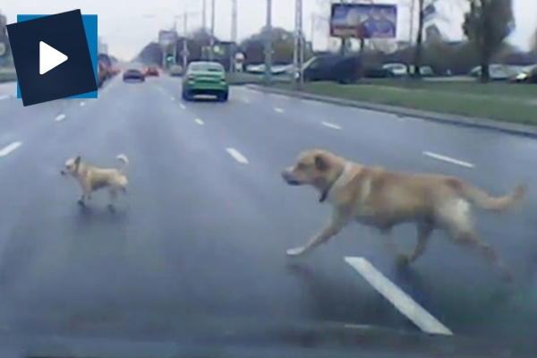 Yola fırlayan yavru köpek yürekleri burktu