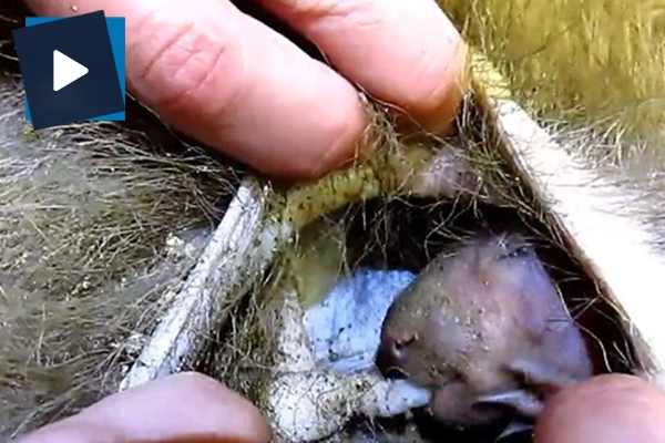 Ölen annesinin karnında bu halde görüntülendi