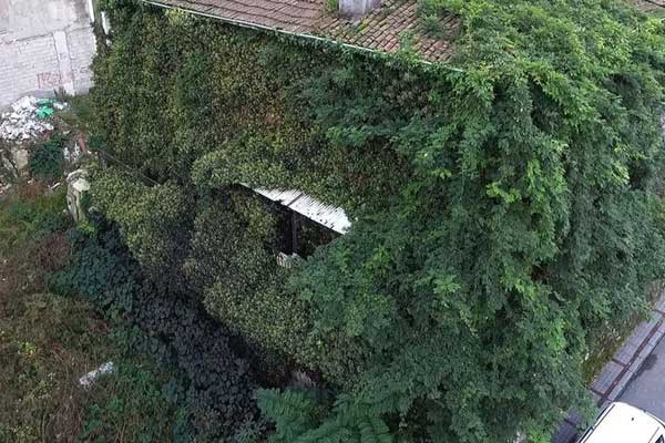 Rize'de sarmaşıkların sardığı ev görünmez oldu