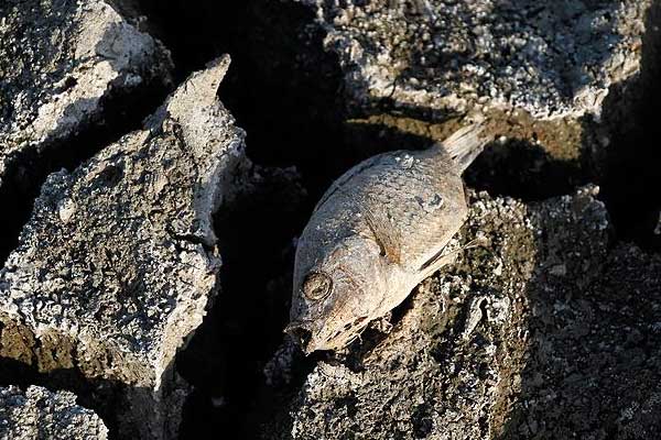 'İklim değişikliği 100 milyon insanı yoksul bırakacak'