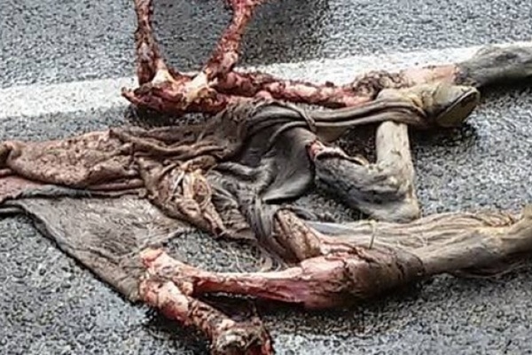 Ayılar saldırdı, geriye iskelet ve deri kaldı