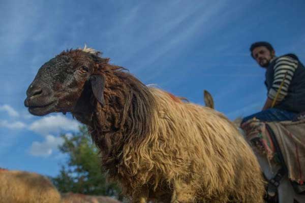 Bilim adamları açıkladı! Koyunlar insan yüzlerini tanıyor