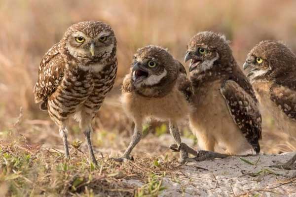 Komik Vahşi Yaşam Fotoğrafları Ödülleri’nde finalistler belirlendi
