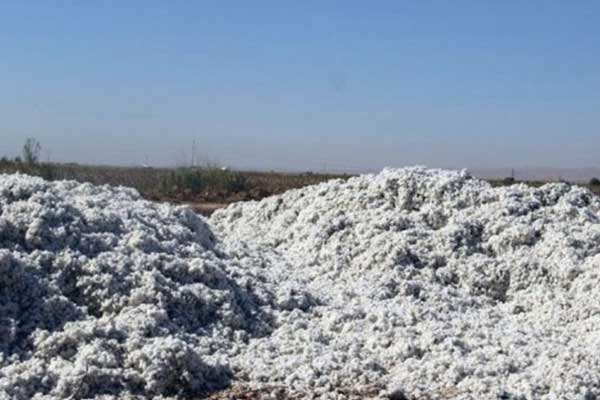14 yaşındaki çocuk pamuk yığınları arasında öldü