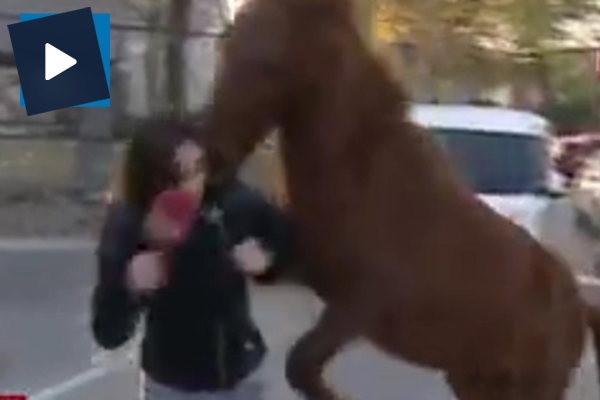 Başıboş at muhabire saldırdı