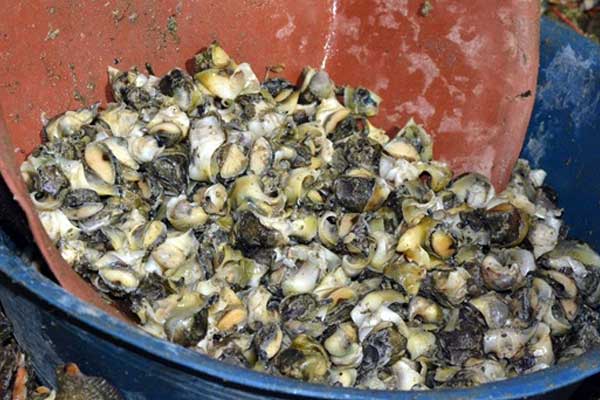 Türkiye'den Uzak Doğu'ya 'salyangoz' ihracatı