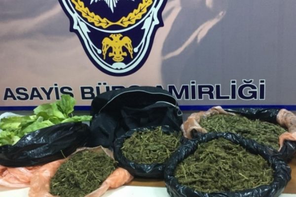 Marulun içinden 3 kilo esrar çıktı