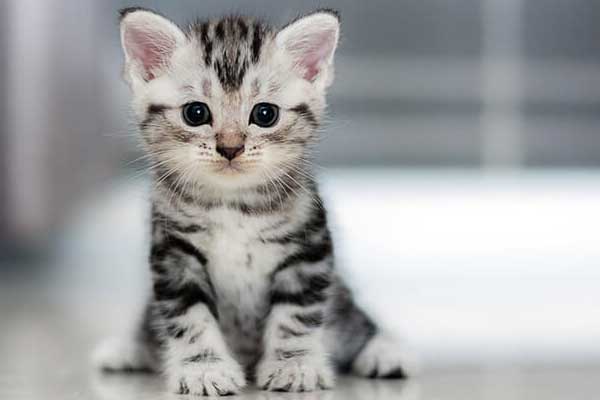 İngiltere'de seri kedi katili aranıyor