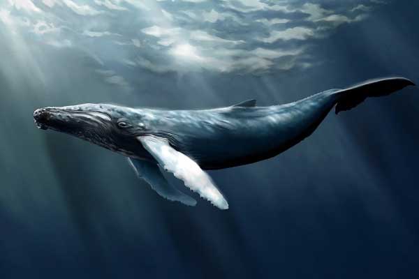 Wikipedia yasak ama o oyunlar serbest!