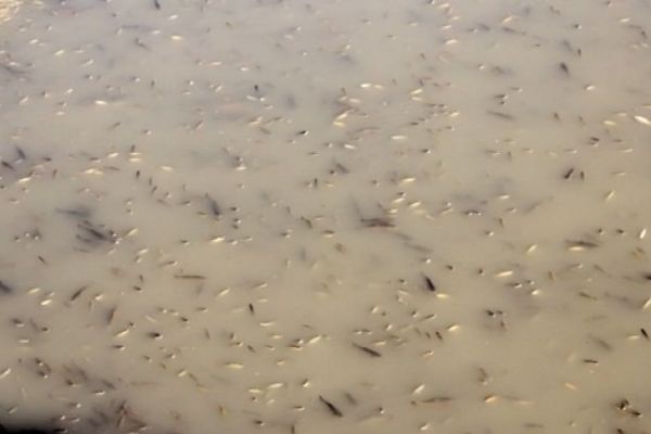 Adana'da Nehire gelen su kesilince binlerce balık telef oldu