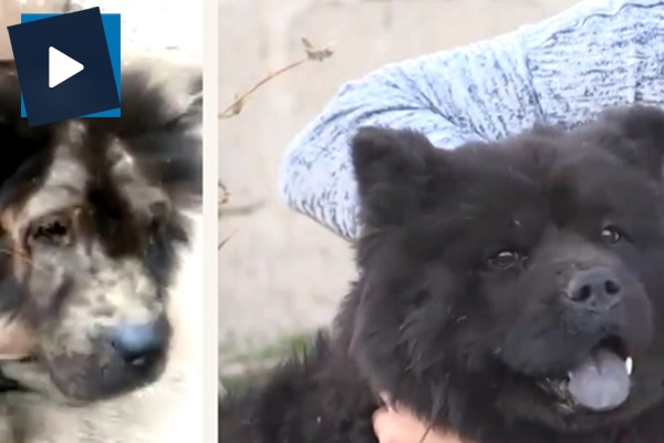 Ölmek üzere olan köpeğin muhteşem değişimi