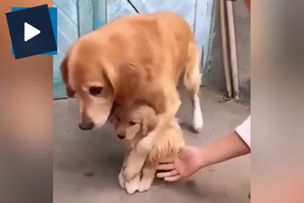 Anne köpek yavrusunu kimseye dokundurtmadı