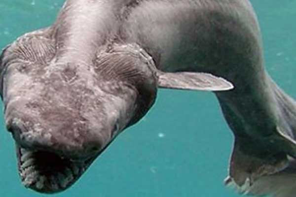 Portekiz’de 'yaşayan fosil' yakalandı