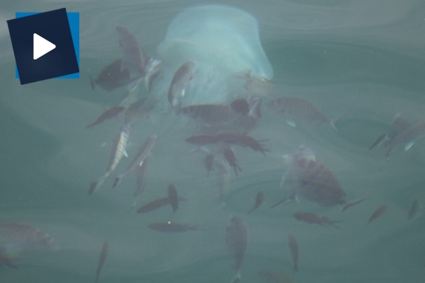 Tarakçı balıkları deniz anasına saldırdı