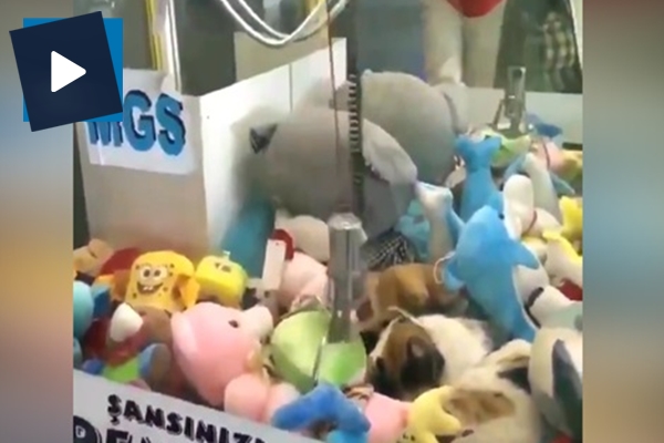 Oyuncak yakalama makinesine kedi girerse...