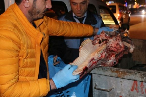 Adıyaman'da çöp konteynerinde at başı bulundu