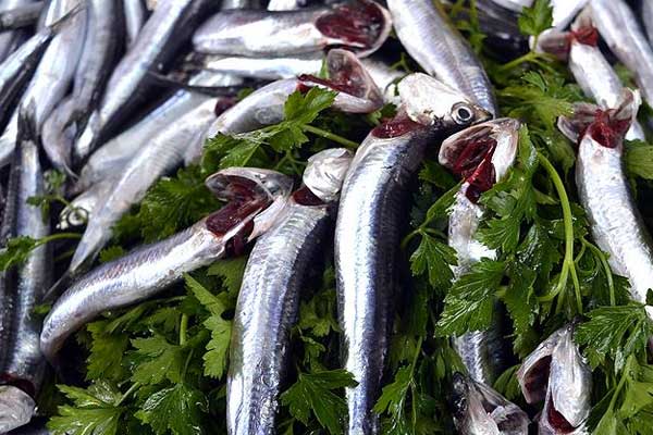 Bu yıl hamsi bolluğu yaşanıyor